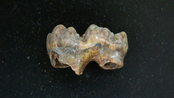 Cave Bear Tooth - L'Herm France #23 - Image 4