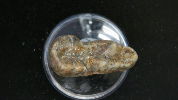 Cave Bear Tooth - L'Herm France #23 - Image 3