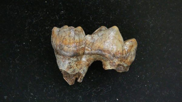 Cave Bear Tooth - L'Herm France #24 - Image 2