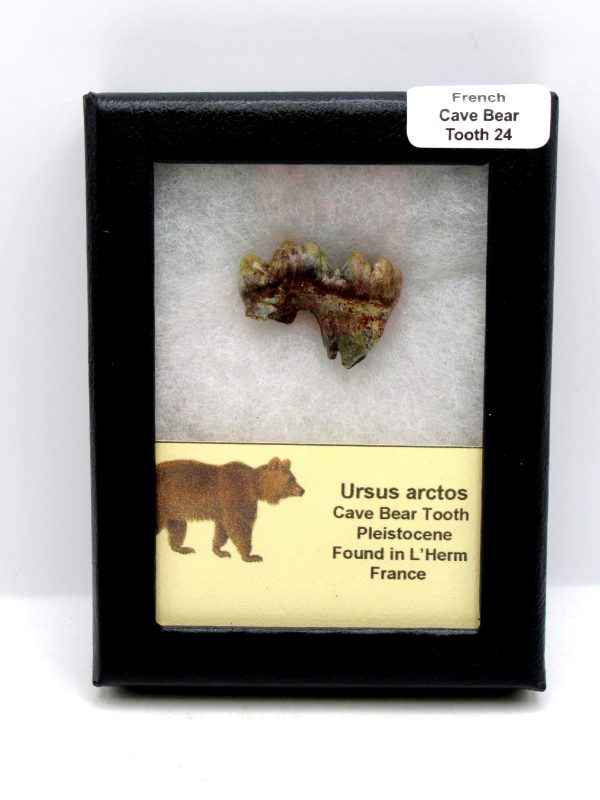 Cave Bear Tooth - L'Herm France #24