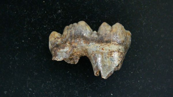 Cave Bear Tooth - L'Herm France #24 - Image 5