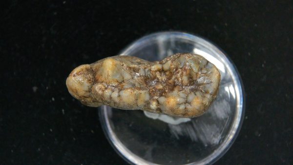 Cave Bear Tooth - L'Herm France #24 - Image 4