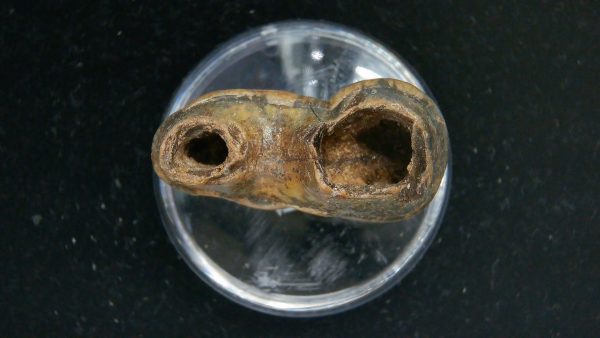Cave Bear Tooth - L'Herm France #24 - Image 3