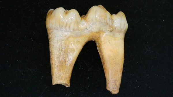 Cave Bear Tooth - L'Herm France #2 - Image 2