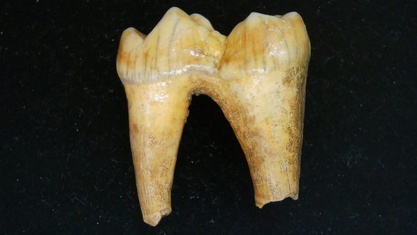 Cave Bear Tooth - L'Herm France #2 - Image 5