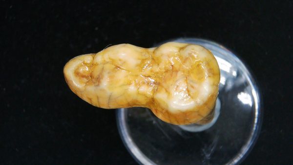 Cave Bear Tooth - L'Herm France #2 - Image 4