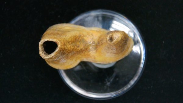 Cave Bear Tooth - L'Herm France #2 - Image 3