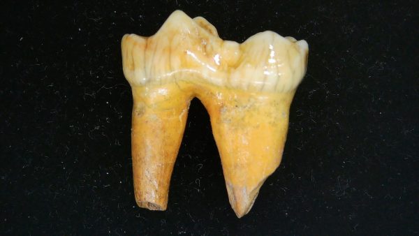 Cave Bear Tooth - L'Herm France #3 - Image 2