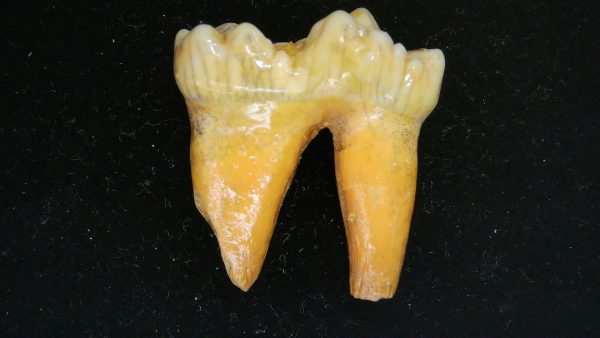 Cave Bear Tooth - L'Herm France #3 - Image 5