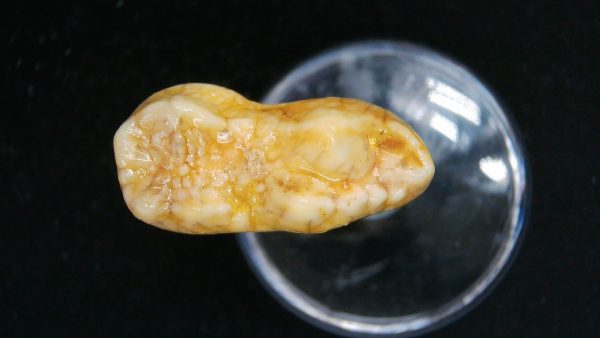 Cave Bear Tooth - L'Herm France #3 - Image 4