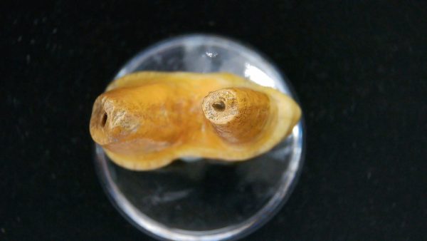 Cave Bear Tooth - L'Herm France #3 - Image 3