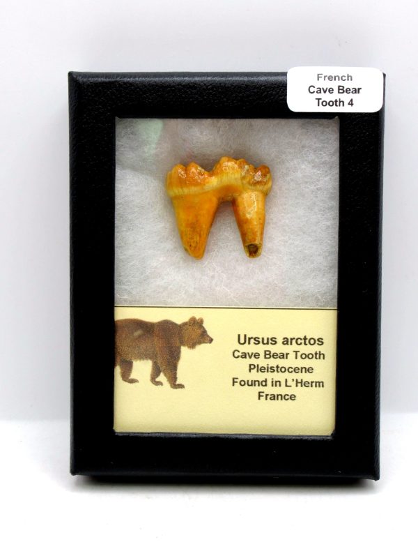 Cave Bear Tooth - L'Herm France #4