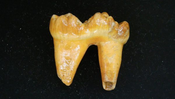 Cave Bear Tooth - L'Herm France #4 - Image 2