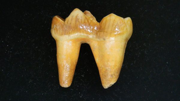 Cave Bear Tooth - L'Herm France #4 - Image 5