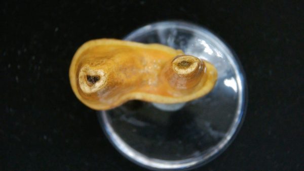 Cave Bear Tooth - L'Herm France #4 - Image 3