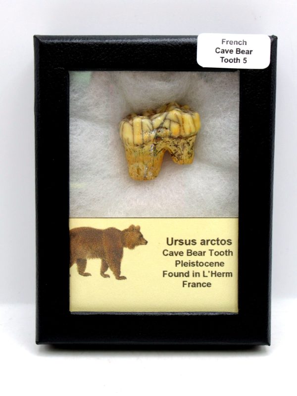 Cave Bear Tooth - L'Herm France #5