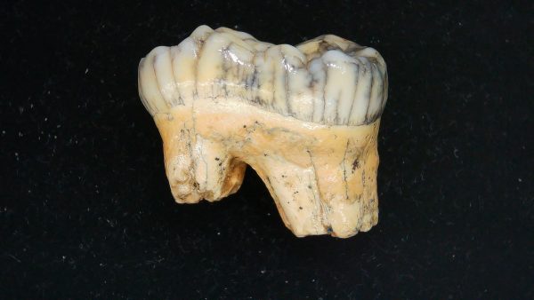 Cave Bear Tooth - L'Herm France #5 - Image 2