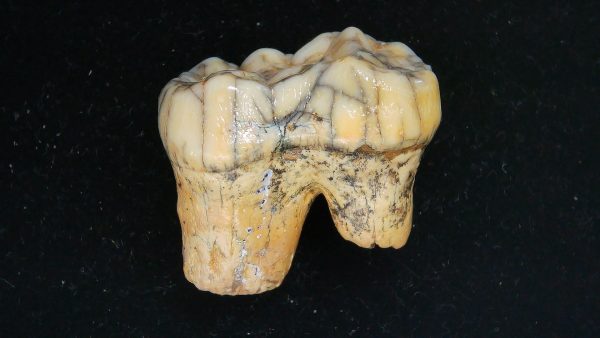 Cave Bear Tooth - L'Herm France #5 - Image 5