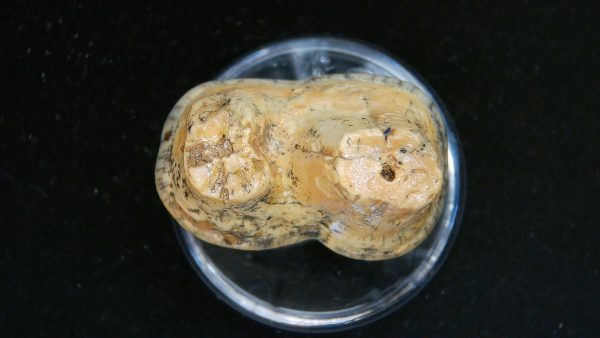 Cave Bear Tooth - L'Herm France #5 - Image 3