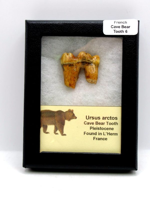Cave Bear Tooth - L'Herm France #6
