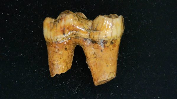 Cave Bear Tooth - L'Herm France #6 - Image 2