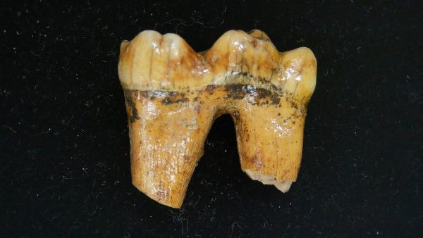 Cave Bear Tooth - L'Herm France #6 - Image 5