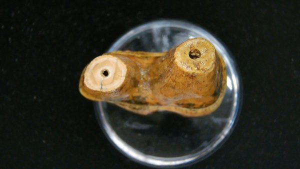 Cave Bear Tooth - L'Herm France #6 - Image 3