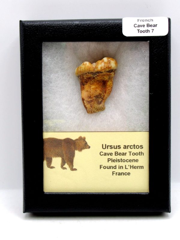 Cave Bear Tooth - L'Herm France #7
