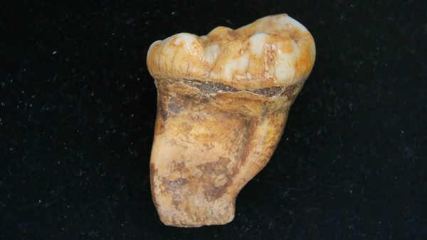 Cave Bear Tooth - L'Herm France #7 - Image 2