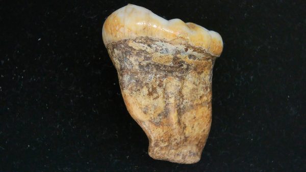Cave Bear Tooth - L'Herm France #7 - Image 5