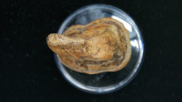 Cave Bear Tooth - L'Herm France #7 - Image 3