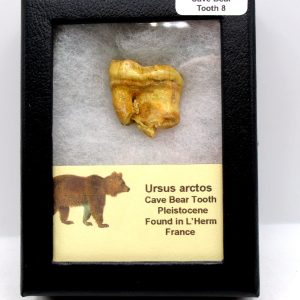 Cave Bear Tooth - L'Herm France #8