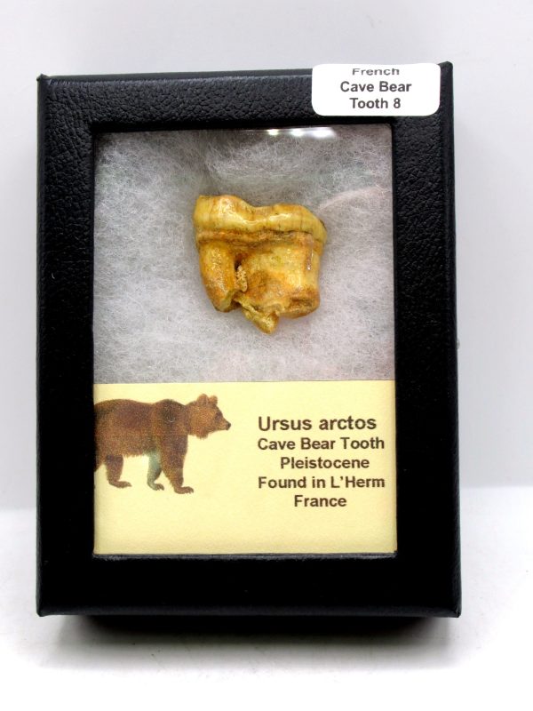 Cave Bear Tooth - L'Herm France #8