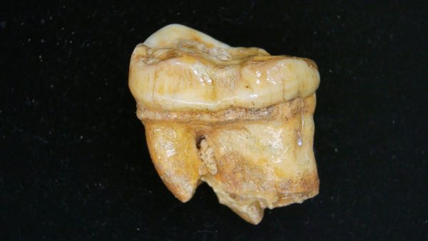 Cave Bear Tooth - L'Herm France #8 - Image 2