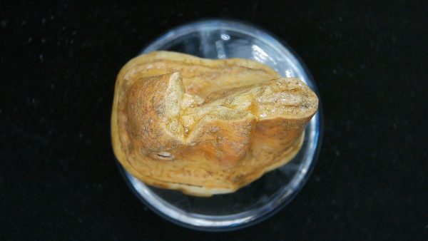 Cave Bear Tooth - L'Herm France #8 - Image 3