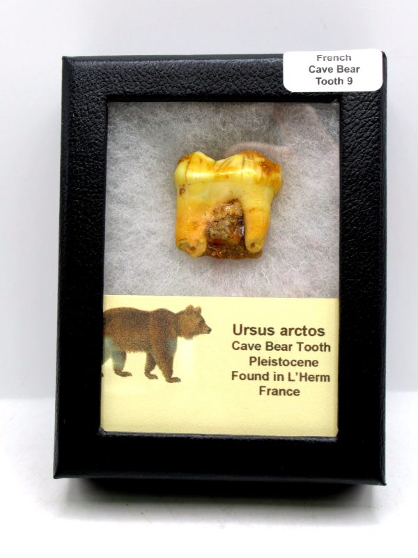 Cave Bear Tooth - L'Herm France #9