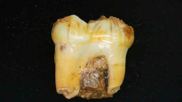 Cave Bear Tooth - L'Herm France #9 - Image 2