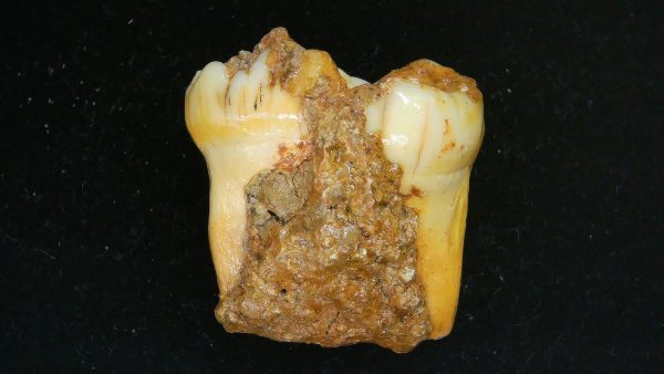Cave Bear Tooth - L'Herm France #9 - Image 5