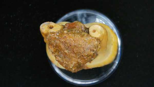 Cave Bear Tooth - L'Herm France #9 - Image 3