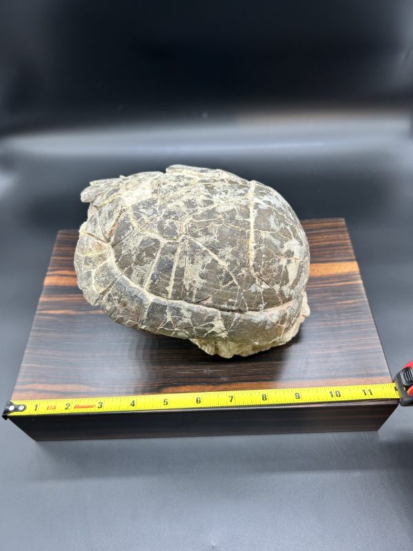 Genuine Oligocene Age Stylemis Fossil Turtle Specimen From South Dakota For Sale