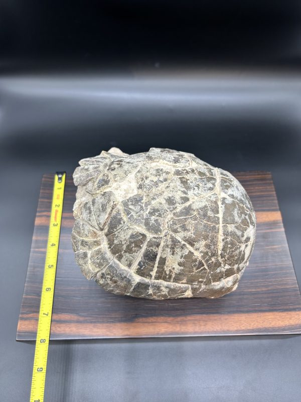 Genuine Oligocene Age Stylemis Fossil Turtle Specimen From South Dakota For Sale