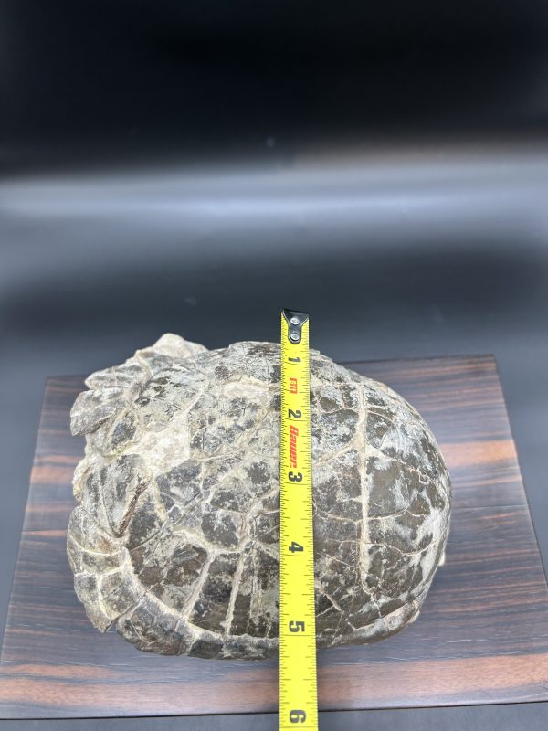Genuine Oligocene Age Stylemis Fossil Turtle Specimen From South Dakota For Sale