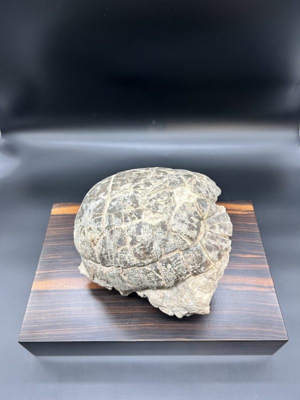 Genuine Oligocene Age Stylemis Fossil Turtle Specimen From South Dakota For Sale