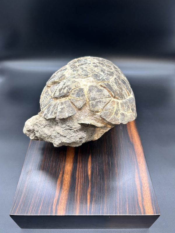 Genuine Oligocene Age Stylemis Fossil Turtle Specimen From South Dakota For Sale