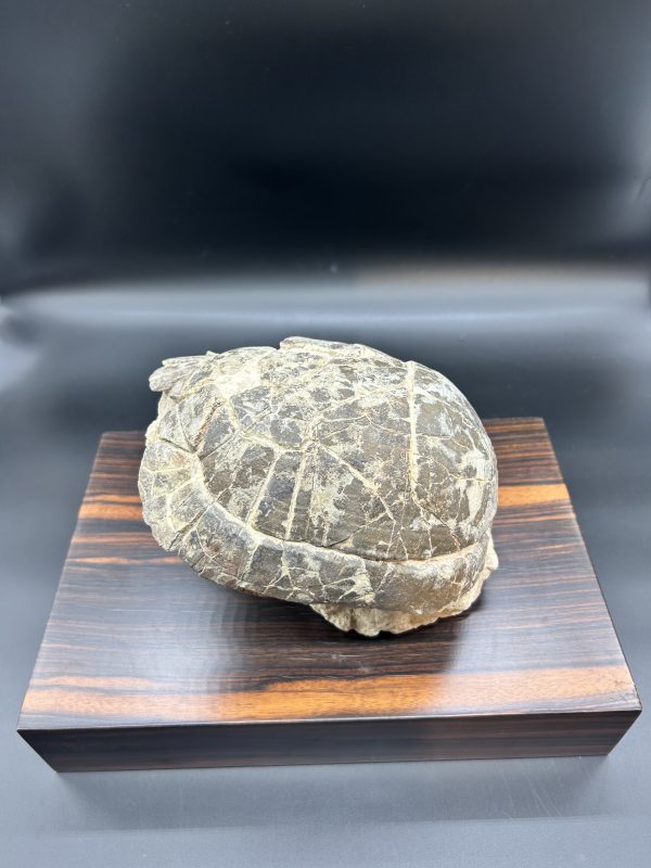 Genuine Oligocene Age Stylemis Fossil Turtle Specimen From South Dakota For Sale