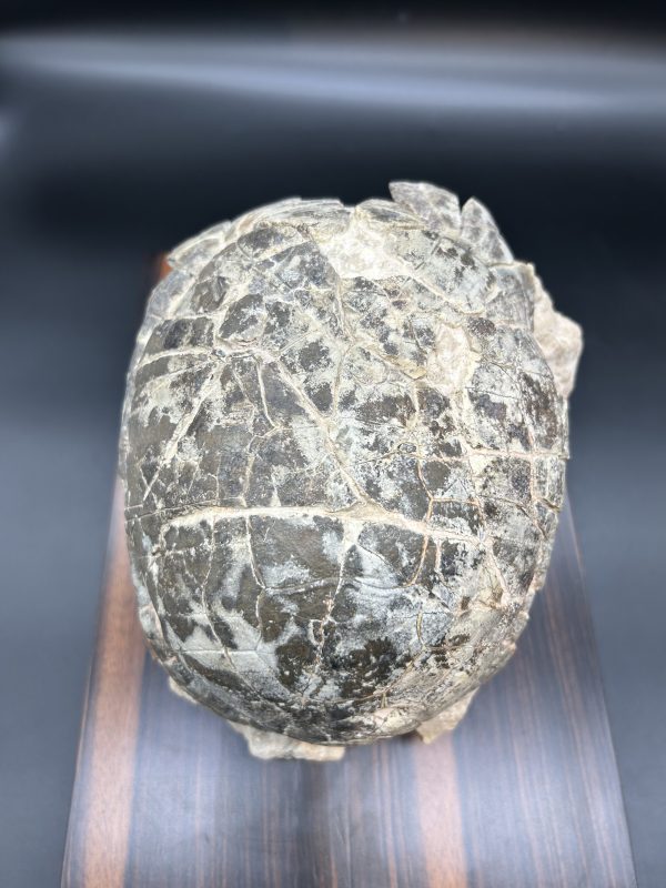 Genuine Oligocene Age Stylemis Fossil Turtle Specimen From South Dakota For Sale
