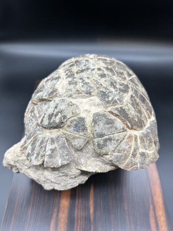 Genuine Oligocene Age Stylemis Fossil Turtle Specimen From South Dakota For Sale
