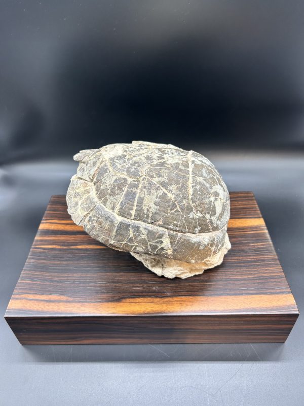Genuine Oligocene Age Stylemis Fossil Turtle Specimen From South Dakota For Sale