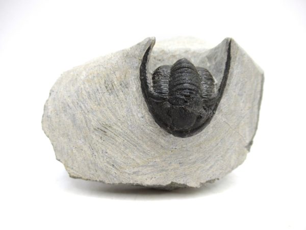 Trilobites for Sale - Cornuproetus #11
