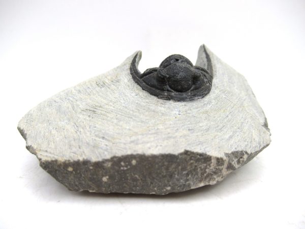 Trilobites for Sale - Cornuproetus #11 - Image 2